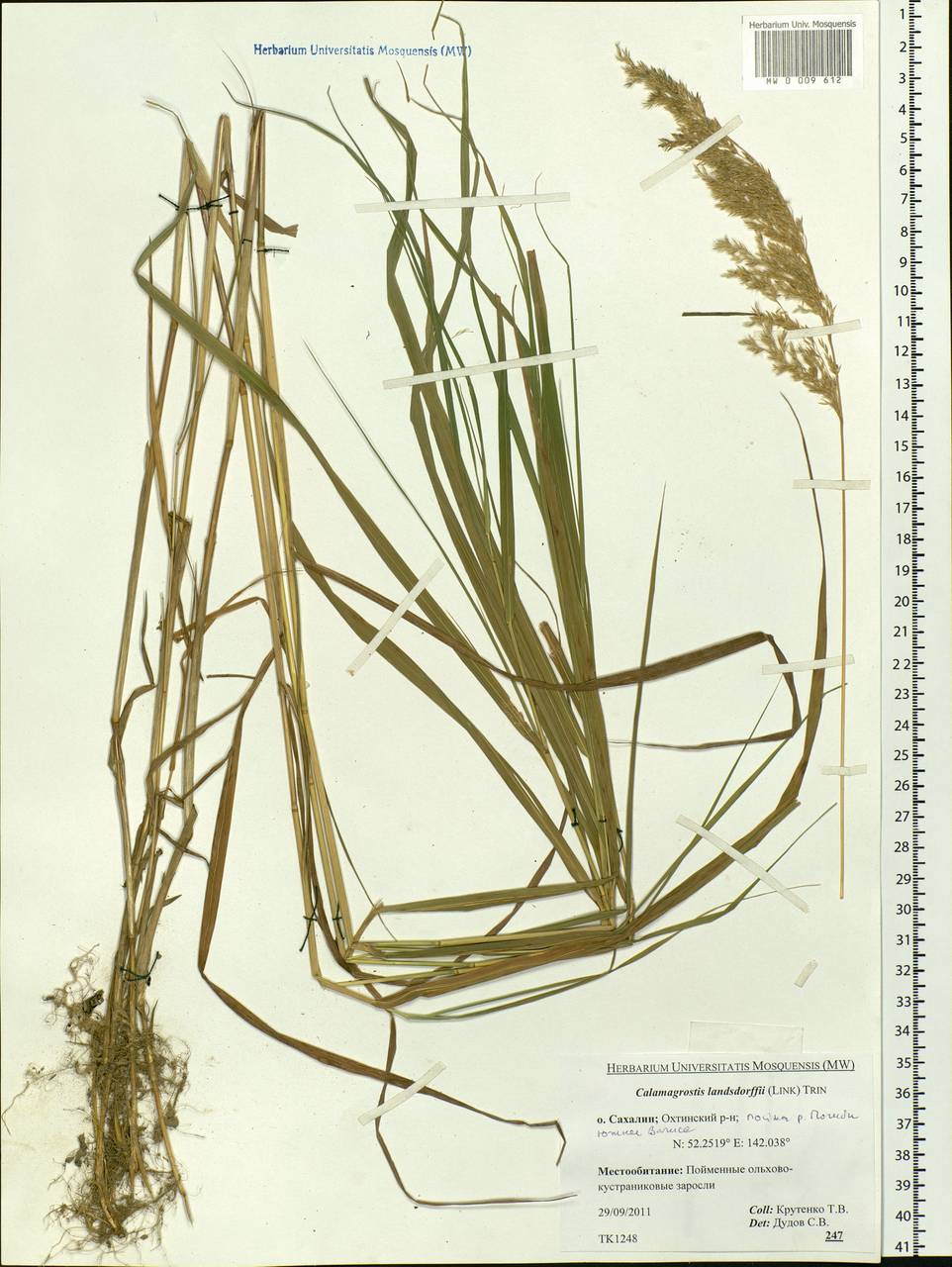 Calamagrostis purpurea (Trin.) Trin., Siberia, Russian Far East (S6) (Russia)