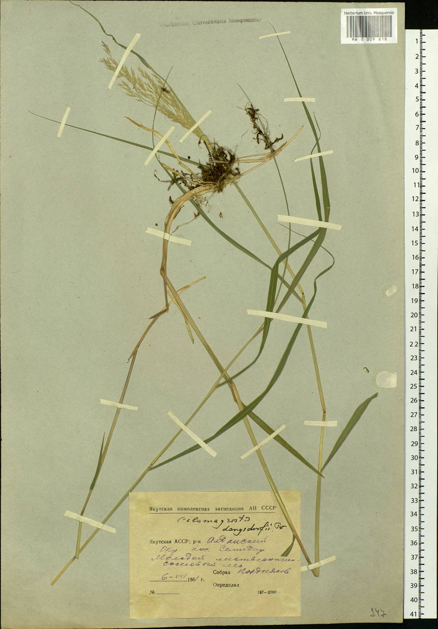 Calamagrostis purpurea (Trin.) Trin., Siberia, Yakutia (S5) (Russia)