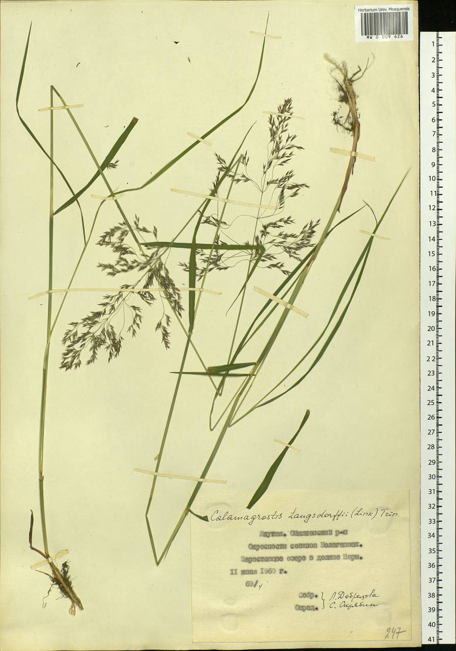 Calamagrostis purpurea (Trin.) Trin., Siberia, Yakutia (S5) (Russia)