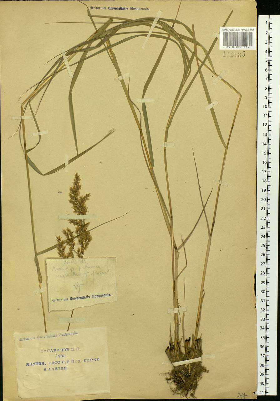 Calamagrostis purpurea (Trin.) Trin., Siberia, Yakutia (S5) (Russia)