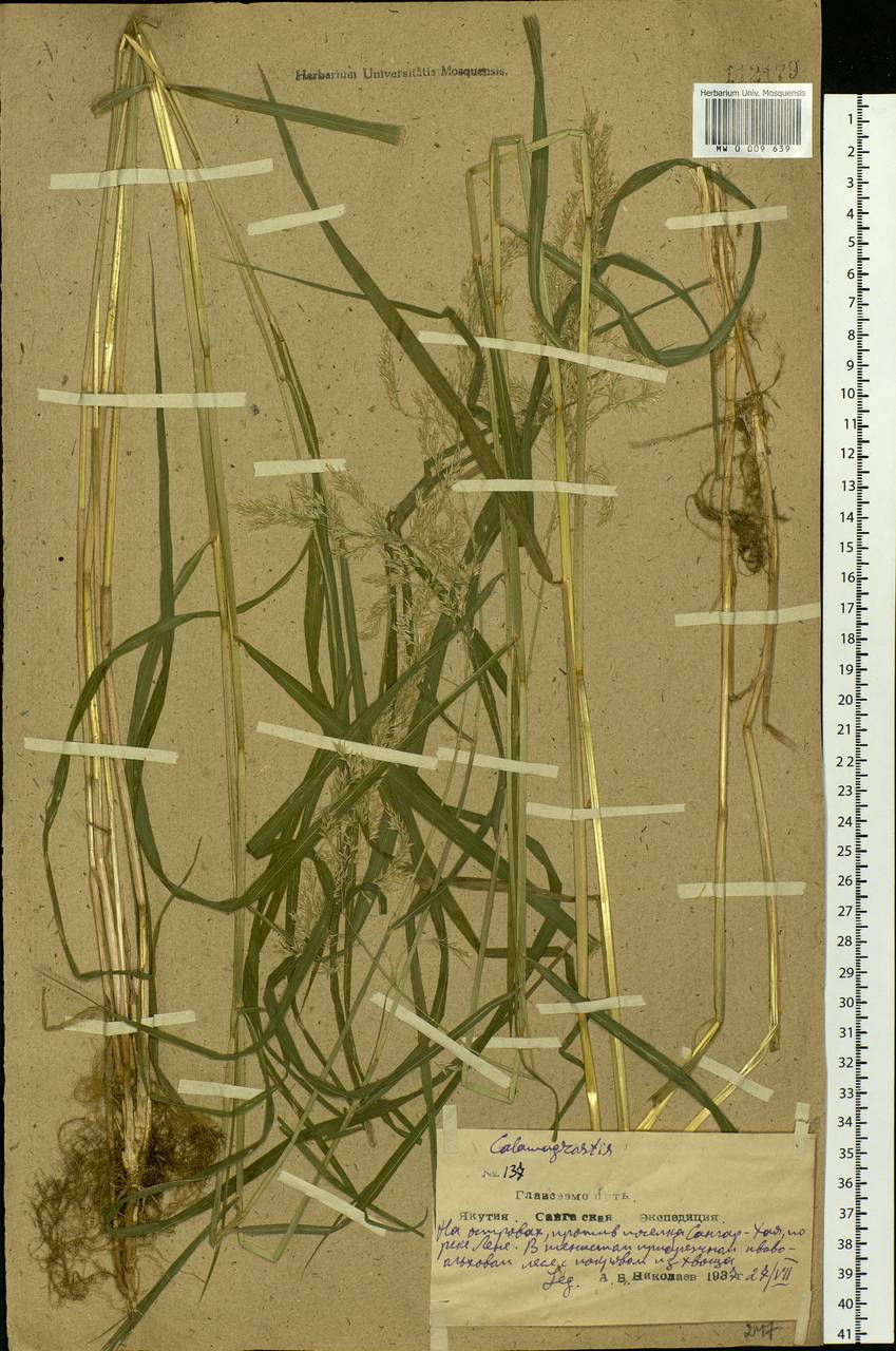 Calamagrostis purpurea (Trin.) Trin., Siberia, Yakutia (S5) (Russia)