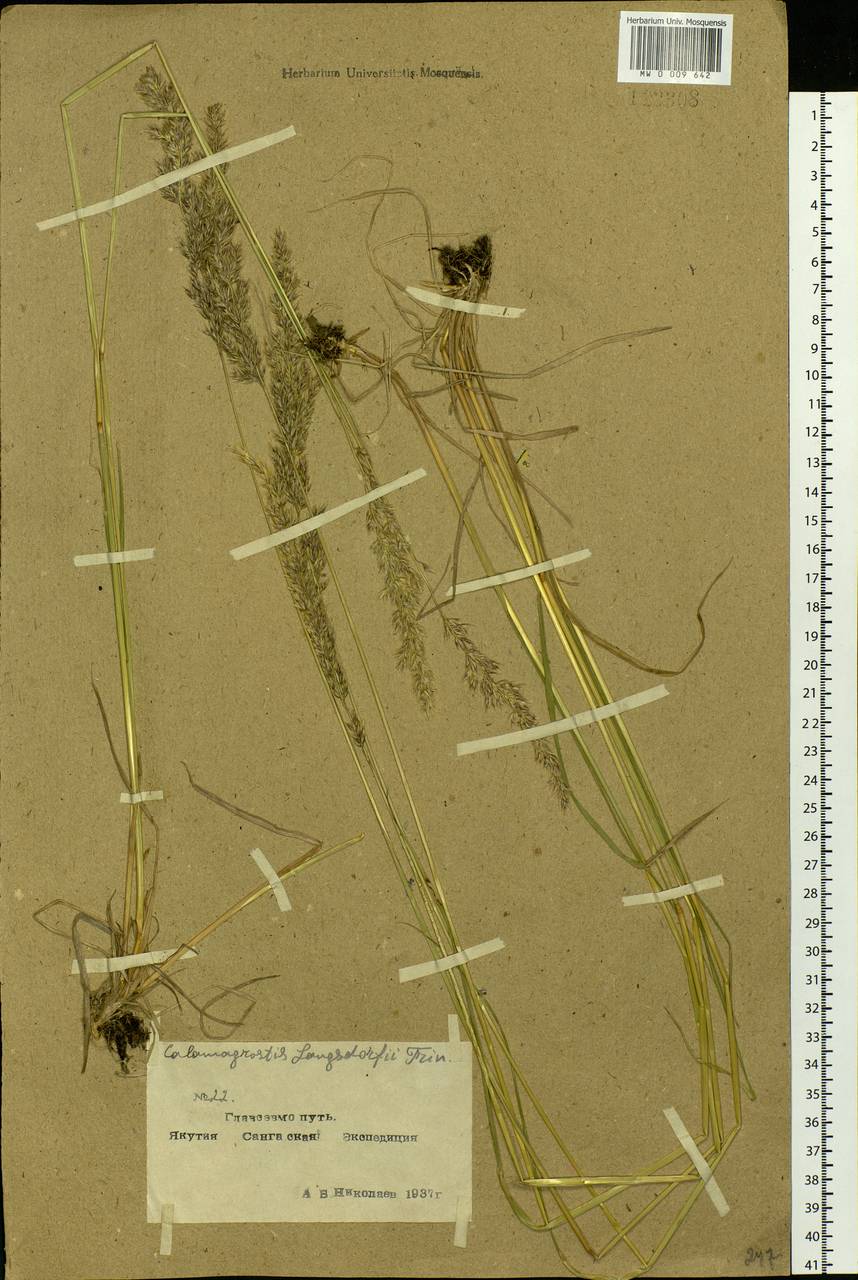 Calamagrostis purpurea (Trin.) Trin., Siberia, Yakutia (S5) (Russia)