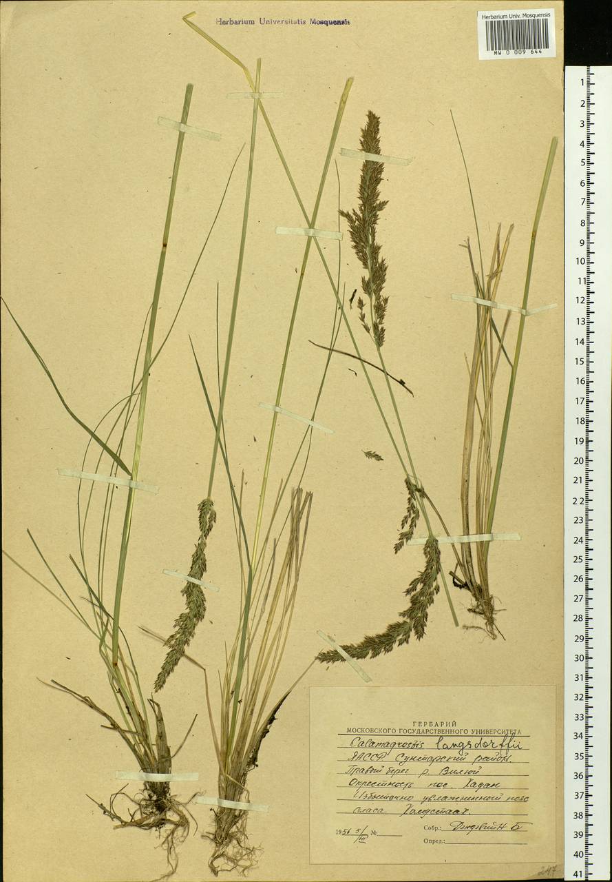 Calamagrostis purpurea (Trin.) Trin., Siberia, Yakutia (S5) (Russia)
