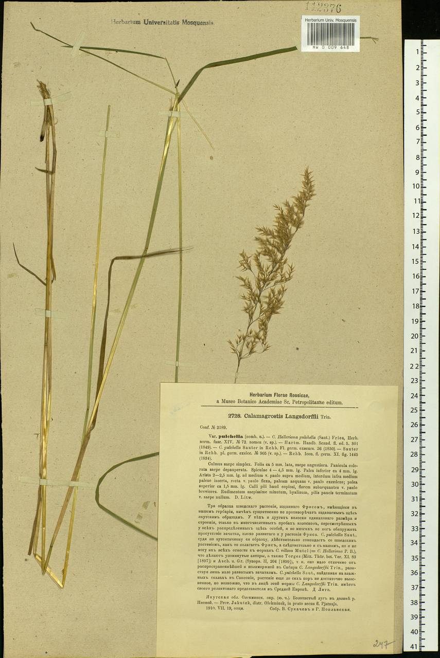 Calamagrostis purpurea (Trin.) Trin., Siberia, Baikal & Transbaikal region (S4) (Russia)