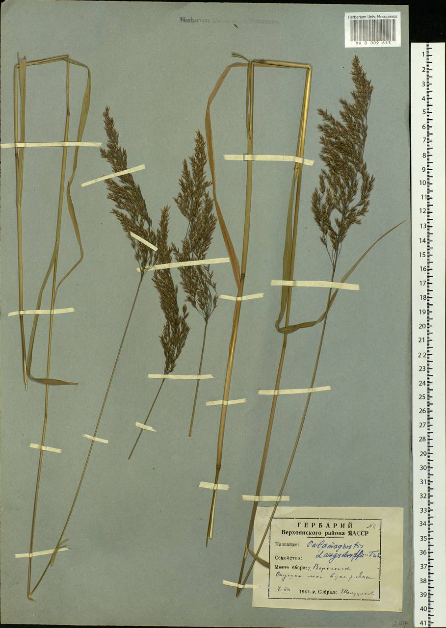 Calamagrostis purpurea (Trin.) Trin., Siberia, Yakutia (S5) (Russia)