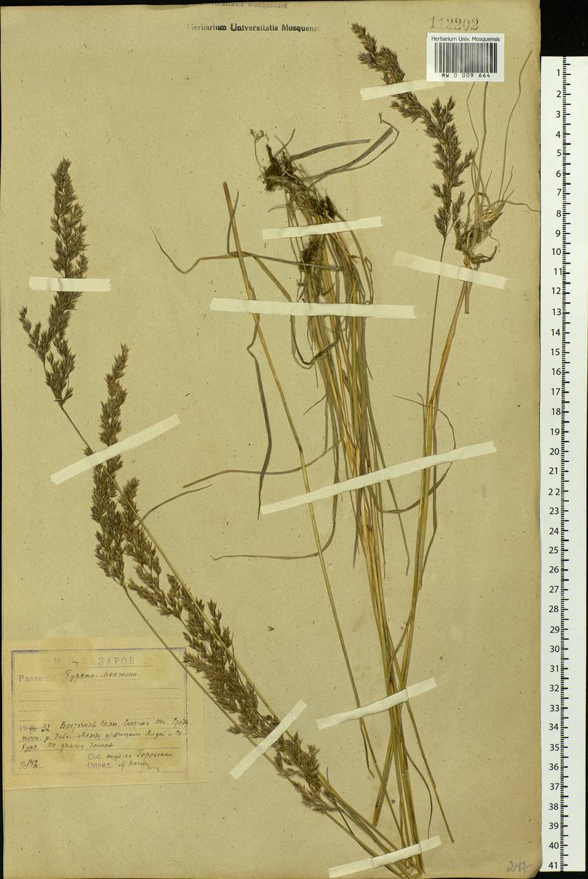 Calamagrostis purpurea (Trin.) Trin., Siberia, Baikal & Transbaikal region (S4) (Russia)