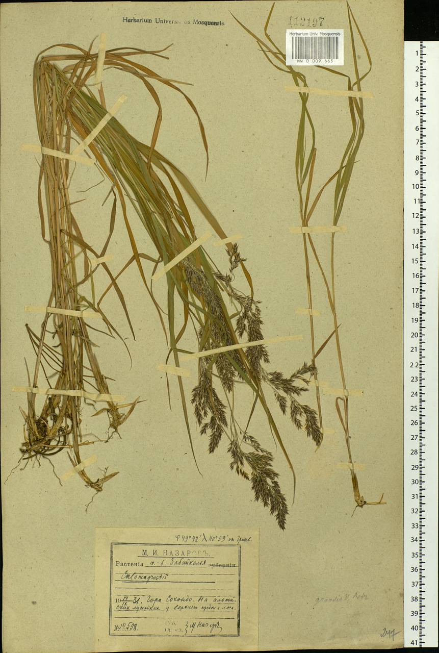 Calamagrostis purpurea (Trin.) Trin., Siberia, Baikal & Transbaikal region (S4) (Russia)