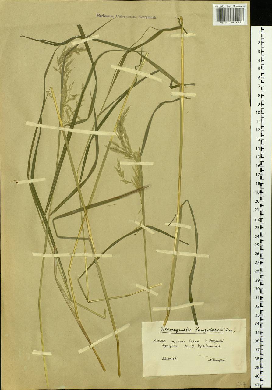 Calamagrostis purpurea (Trin.) Trin., Siberia, Baikal & Transbaikal region (S4) (Russia)