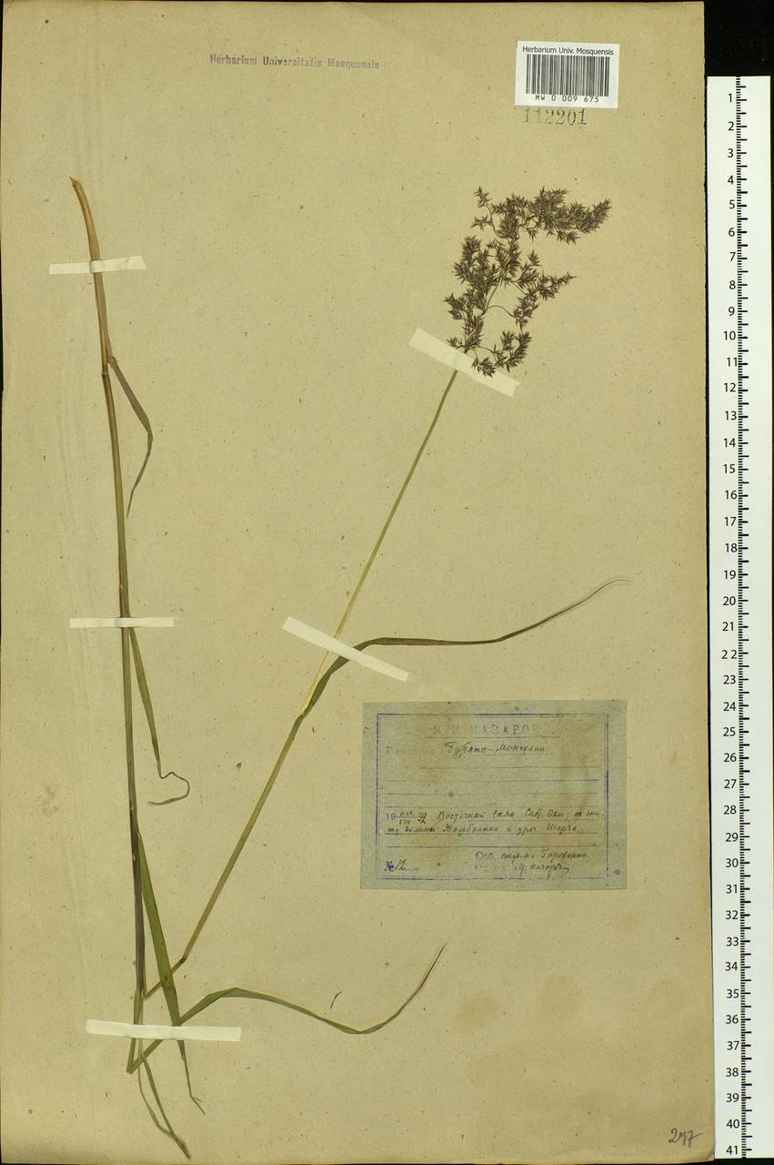 Calamagrostis purpurea (Trin.) Trin., Siberia, Baikal & Transbaikal region (S4) (Russia)
