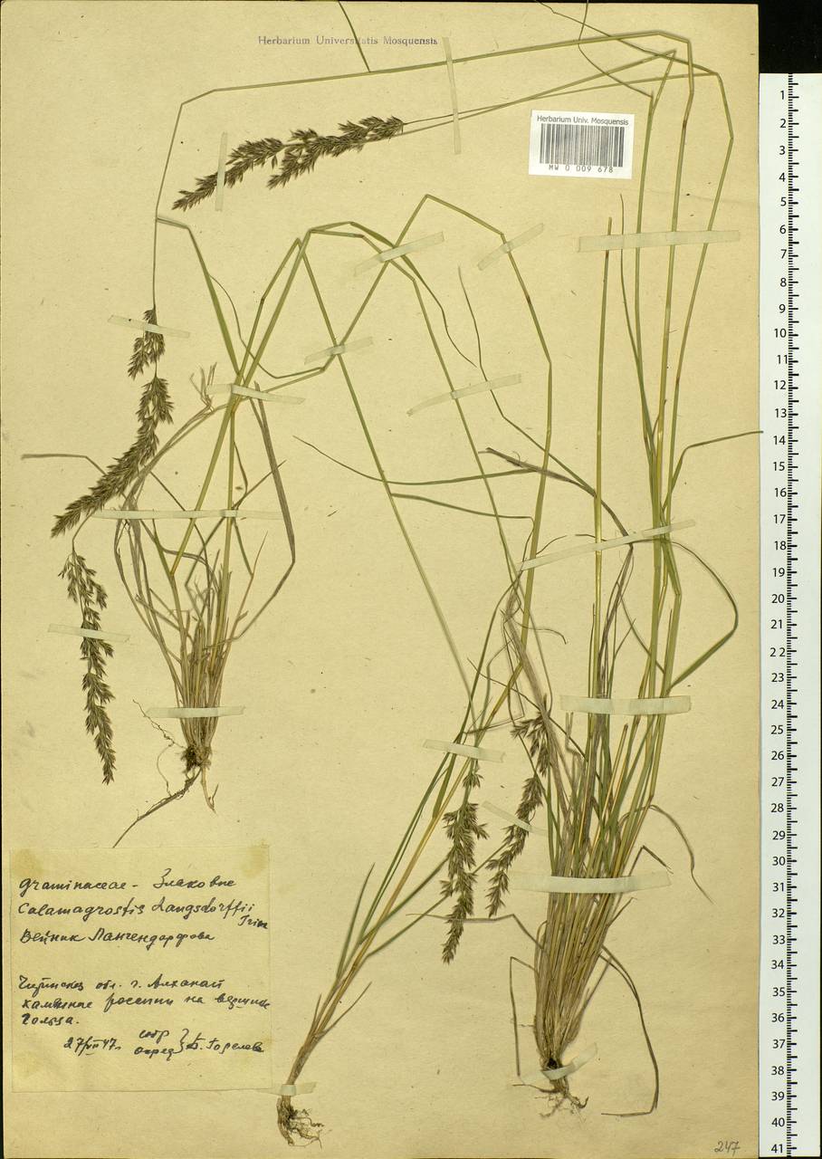 Calamagrostis purpurea (Trin.) Trin., Siberia, Baikal & Transbaikal region (S4) (Russia)