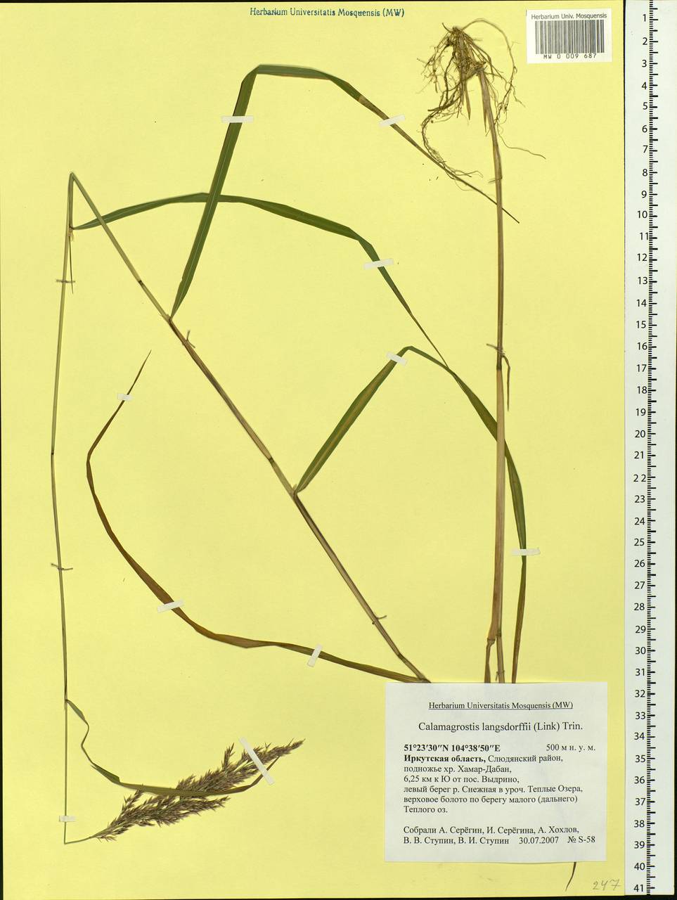 Calamagrostis purpurea (Trin.) Trin., Siberia, Baikal & Transbaikal region (S4) (Russia)