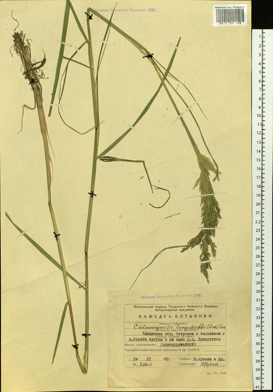 Calamagrostis purpurea (Trin.) Trin., Siberia, Baikal & Transbaikal region (S4) (Russia)
