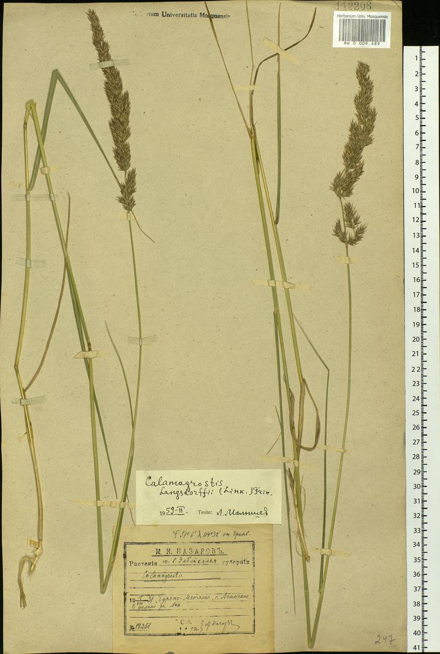 Calamagrostis purpurea (Trin.) Trin., Siberia, Baikal & Transbaikal region (S4) (Russia)