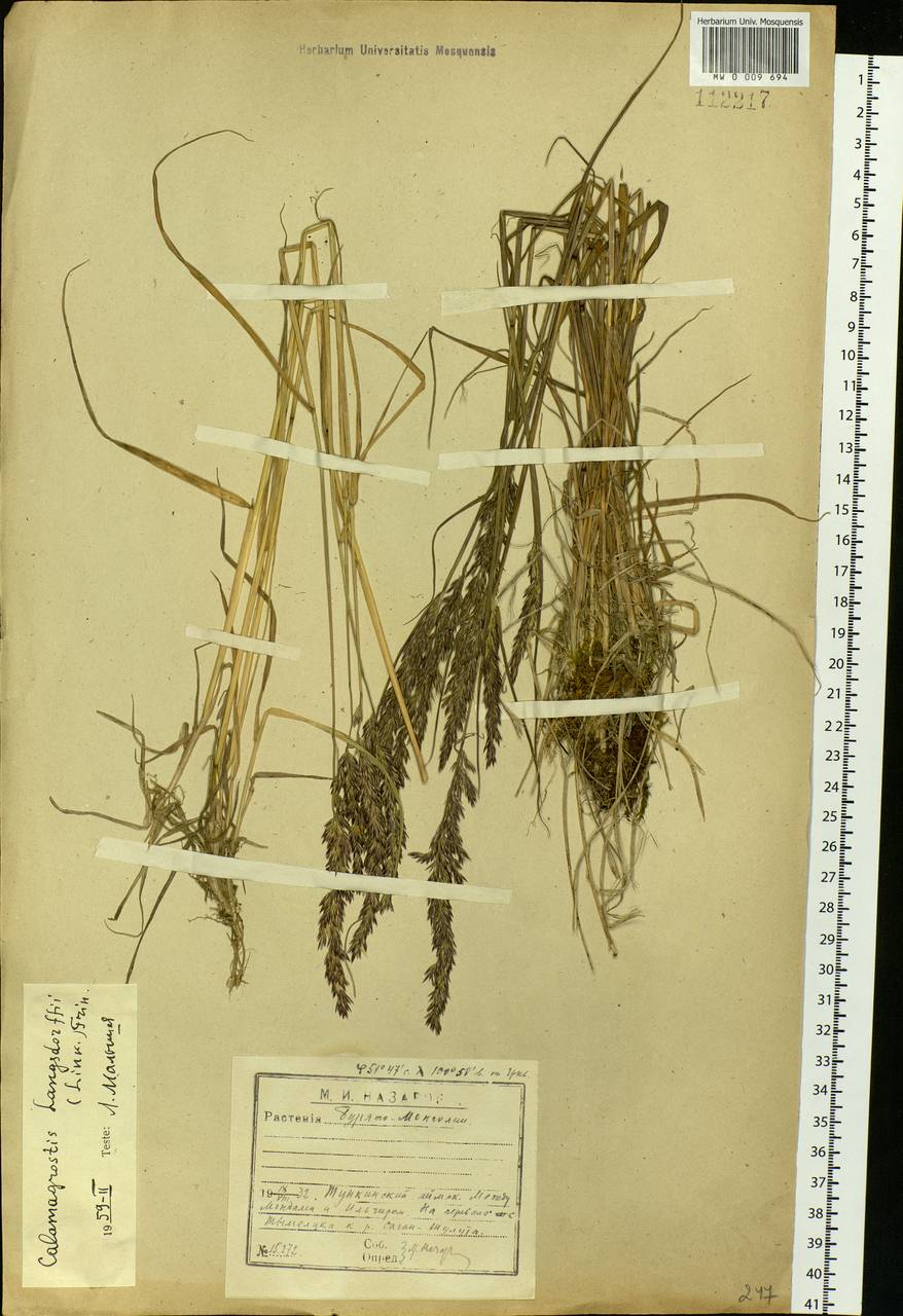 Calamagrostis purpurea (Trin.) Trin., Siberia, Baikal & Transbaikal region (S4) (Russia)