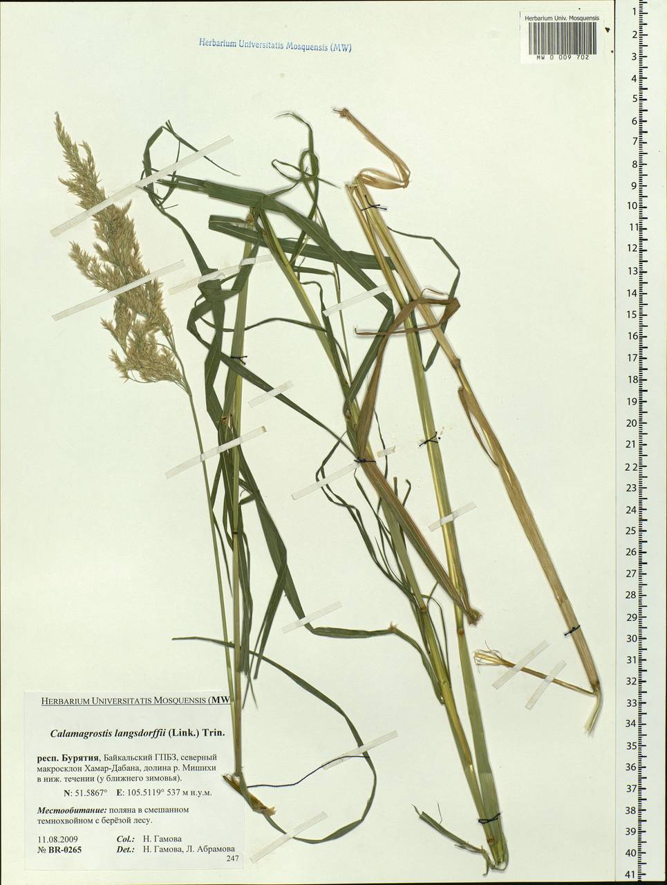 Calamagrostis purpurea (Trin.) Trin., Siberia, Baikal & Transbaikal region (S4) (Russia)
