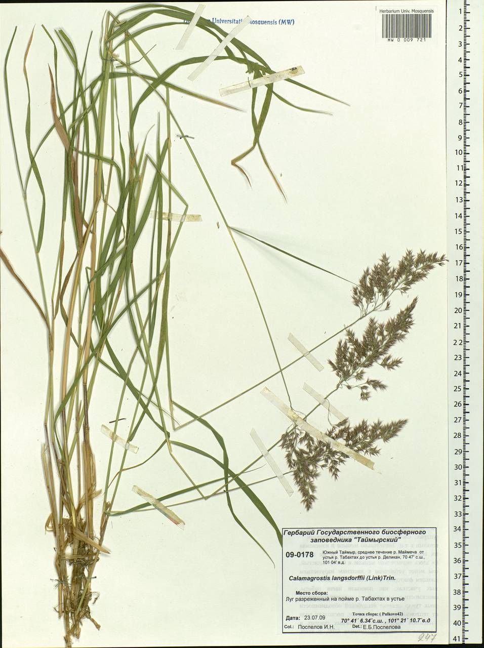 Calamagrostis purpurea (Trin.) Trin., Siberia, Central Siberia (S3) (Russia)