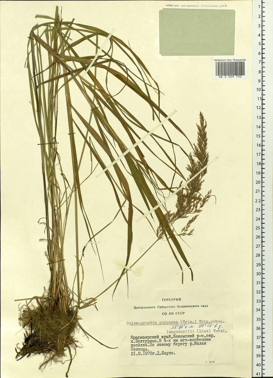 Calamagrostis purpurea (Trin.) Trin., Siberia, Central Siberia (S3) (Russia)