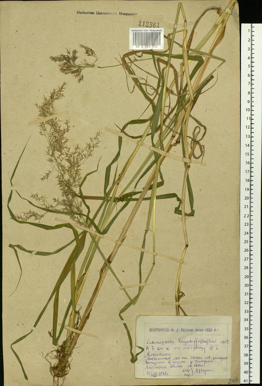 Calamagrostis purpurea (Trin.) Trin., Siberia, Western (Kazakhstan) Altai Mountains (S2a) (Kazakhstan)
