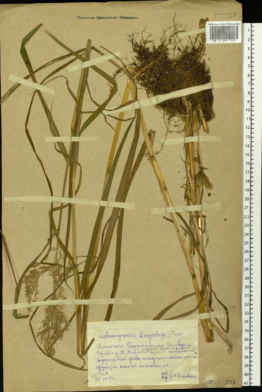 Calamagrostis purpurea (Trin.) Trin., Siberia, Altai & Sayany Mountains (S2) (Russia)