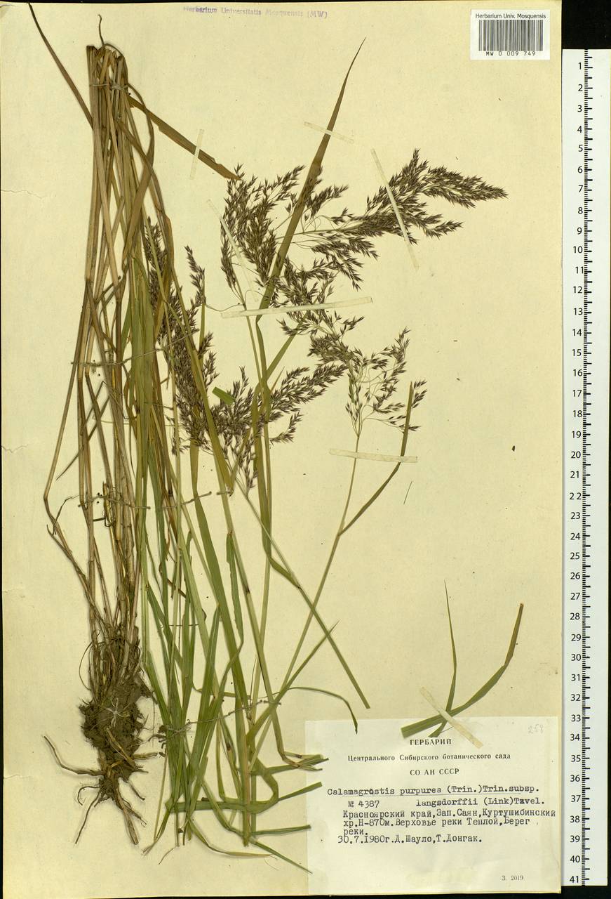 Calamagrostis purpurea (Trin.) Trin., Siberia, Altai & Sayany Mountains (S2) (Russia)