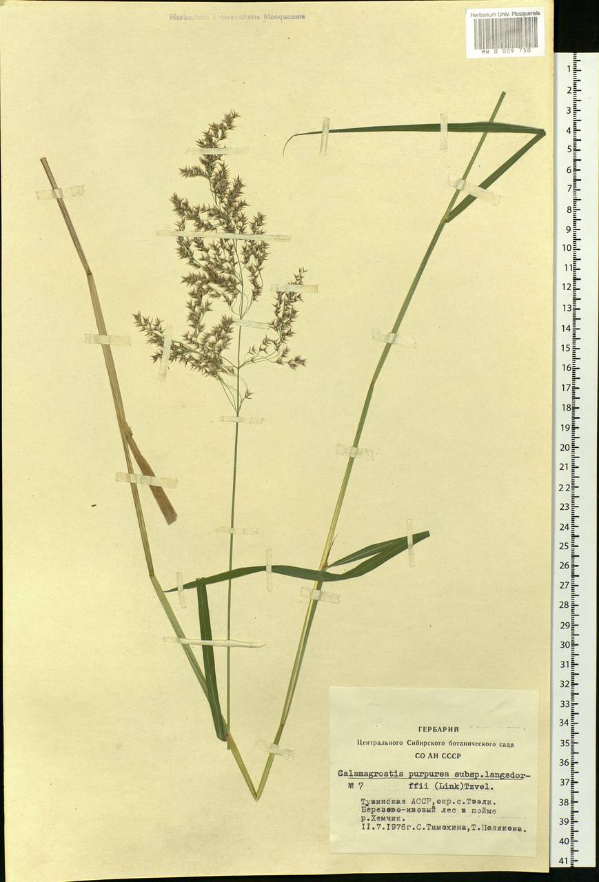 Calamagrostis purpurea (Trin.) Trin., Siberia, Altai & Sayany Mountains (S2) (Russia)