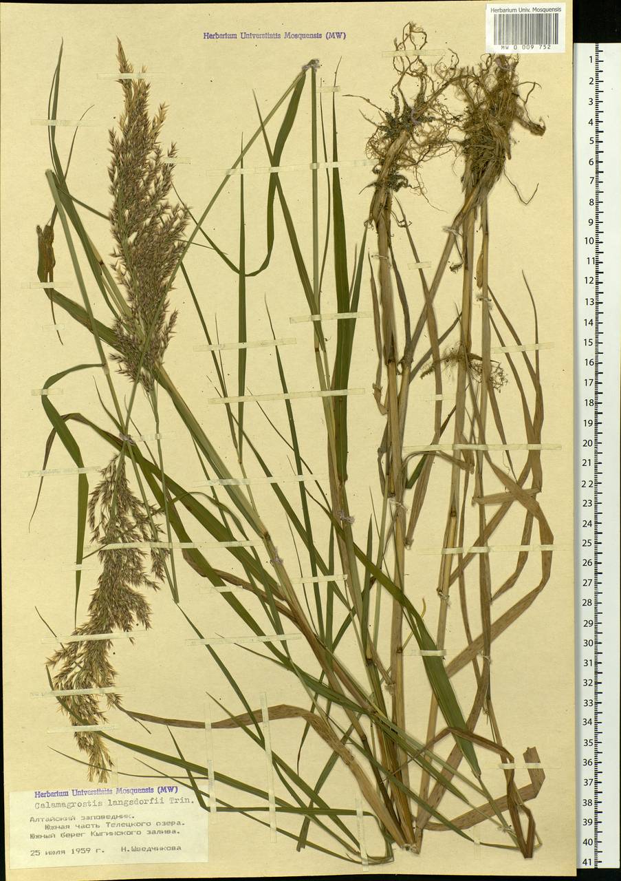 Calamagrostis purpurea (Trin.) Trin., Siberia, Altai & Sayany Mountains (S2) (Russia)