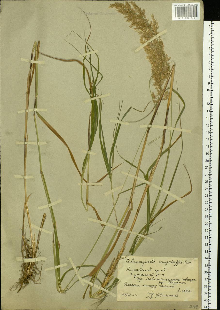 Calamagrostis purpurea (Trin.) Trin., Siberia, Altai & Sayany Mountains (S2) (Russia)