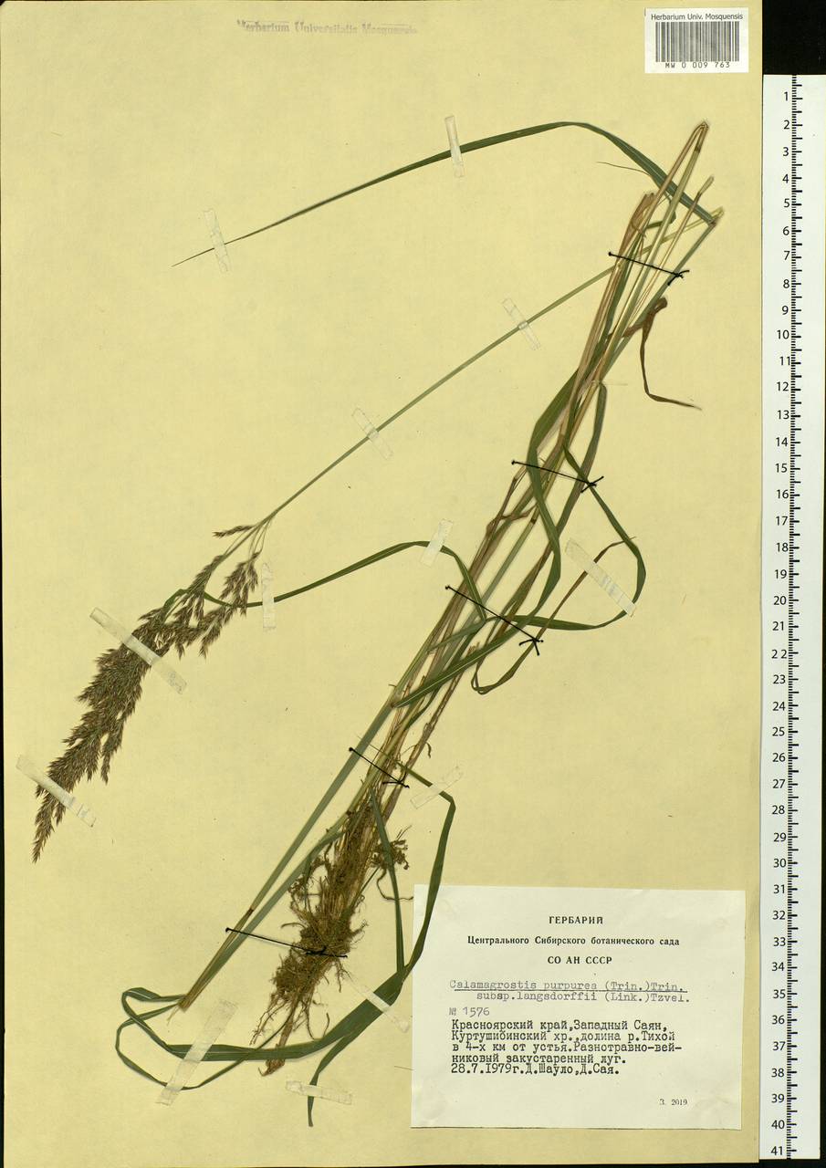 Calamagrostis purpurea (Trin.) Trin., Siberia, Altai & Sayany Mountains (S2) (Russia)