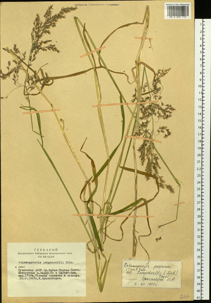 Calamagrostis purpurea (Trin.) Trin., Siberia, Altai & Sayany Mountains (S2) (Russia)