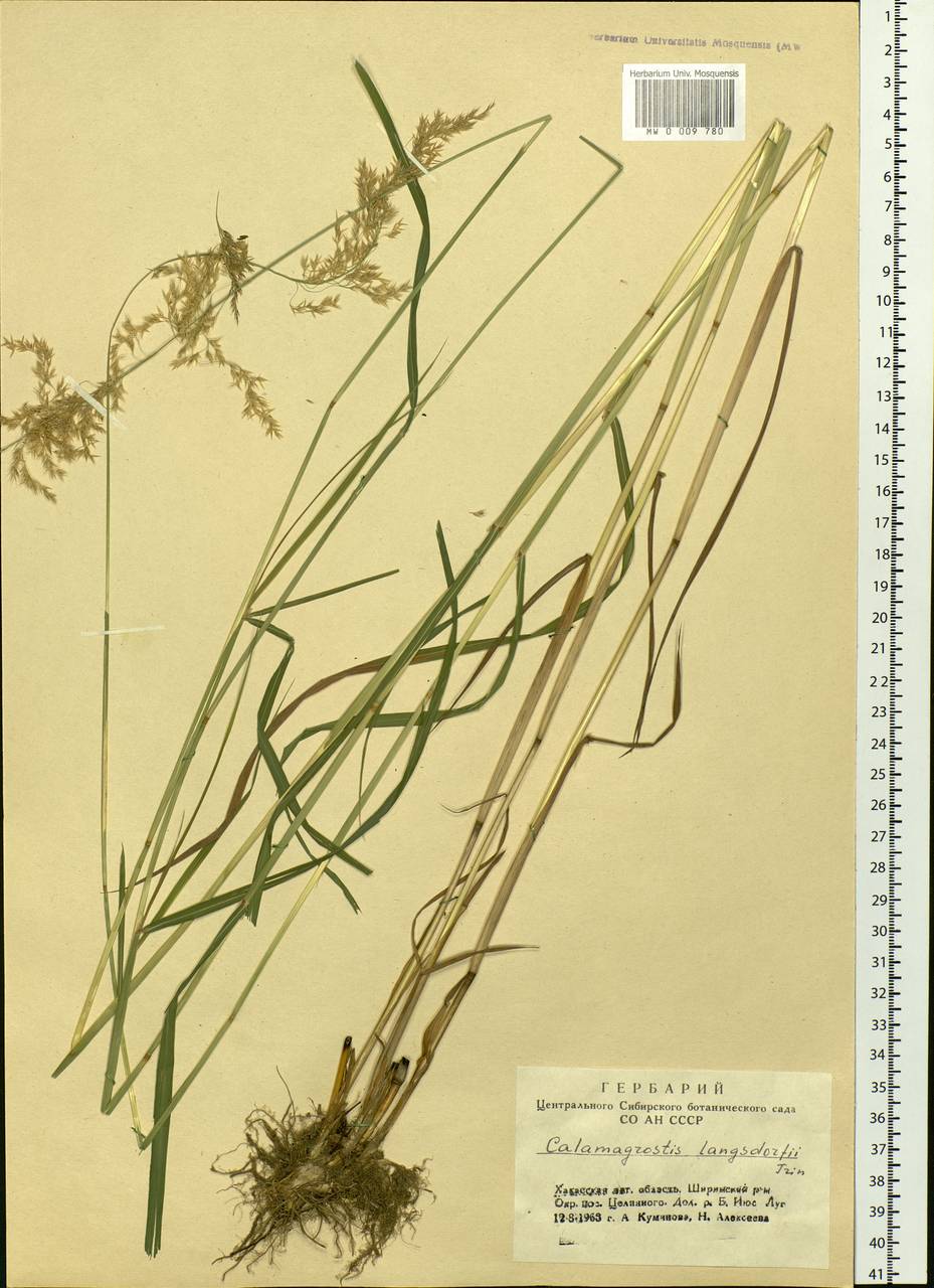 Calamagrostis purpurea (Trin.) Trin., Siberia, Altai & Sayany Mountains (S2) (Russia)
