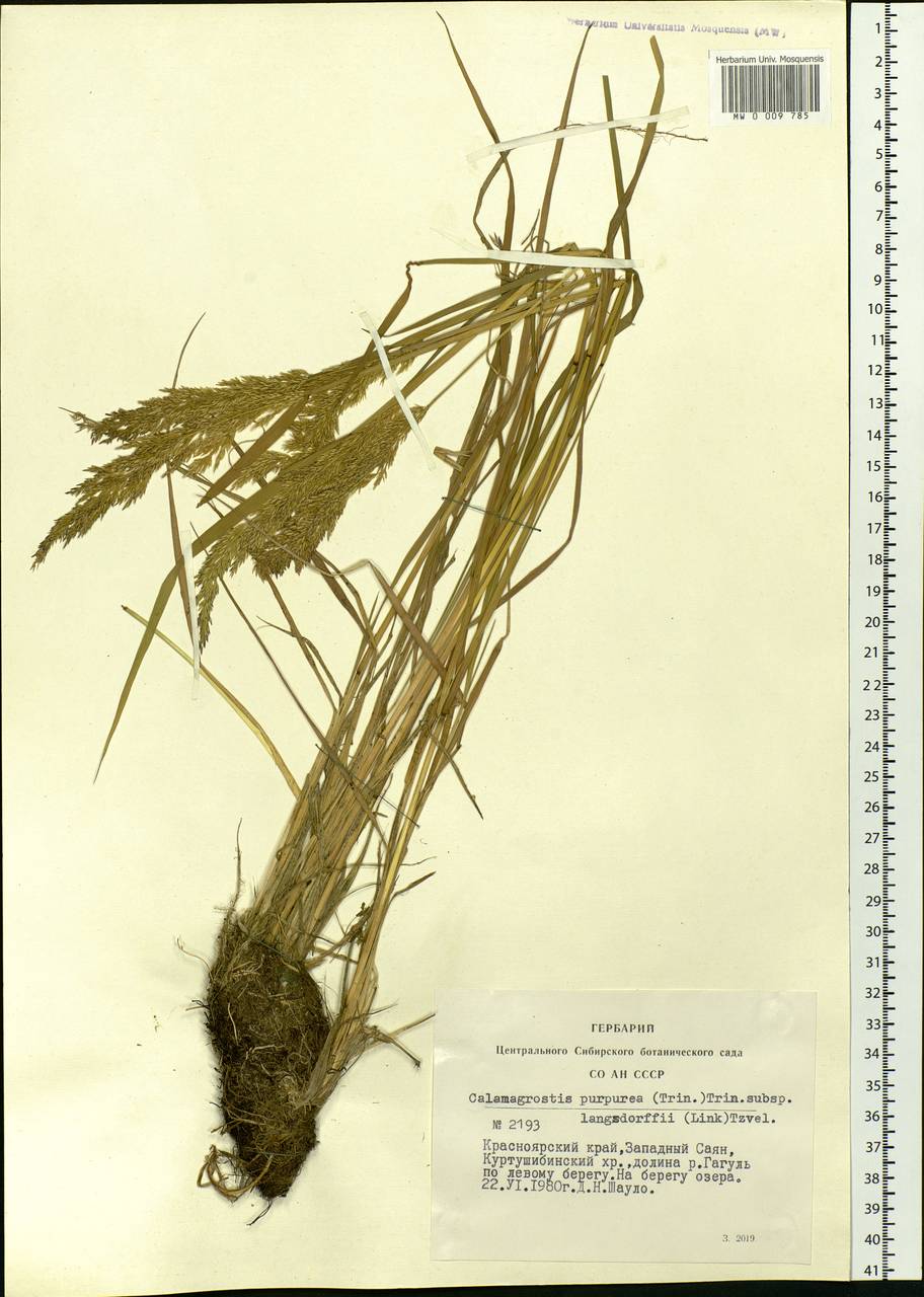 Calamagrostis purpurea (Trin.) Trin., Siberia, Altai & Sayany Mountains (S2) (Russia)