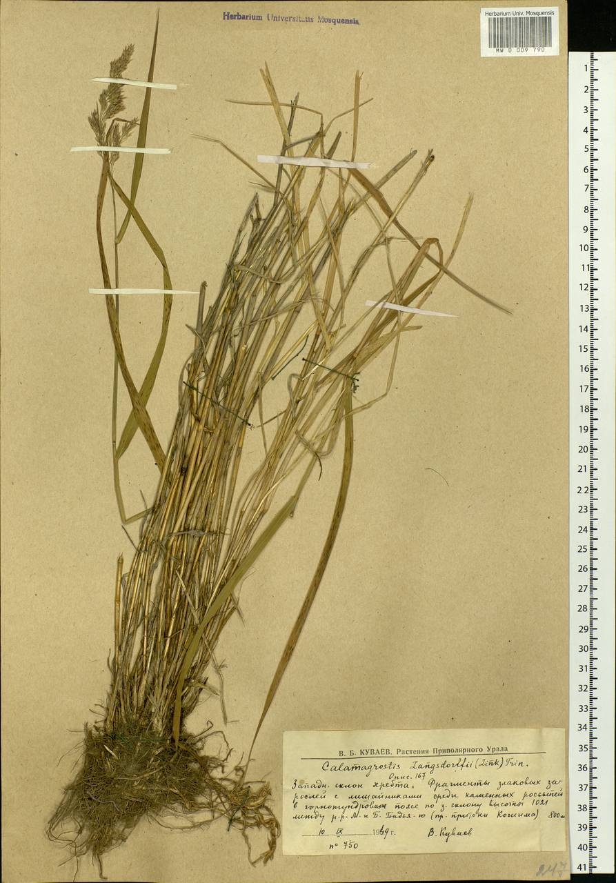 Calamagrostis purpurea (Trin.) Trin., Eastern Europe, Northern region (E1) (Russia)