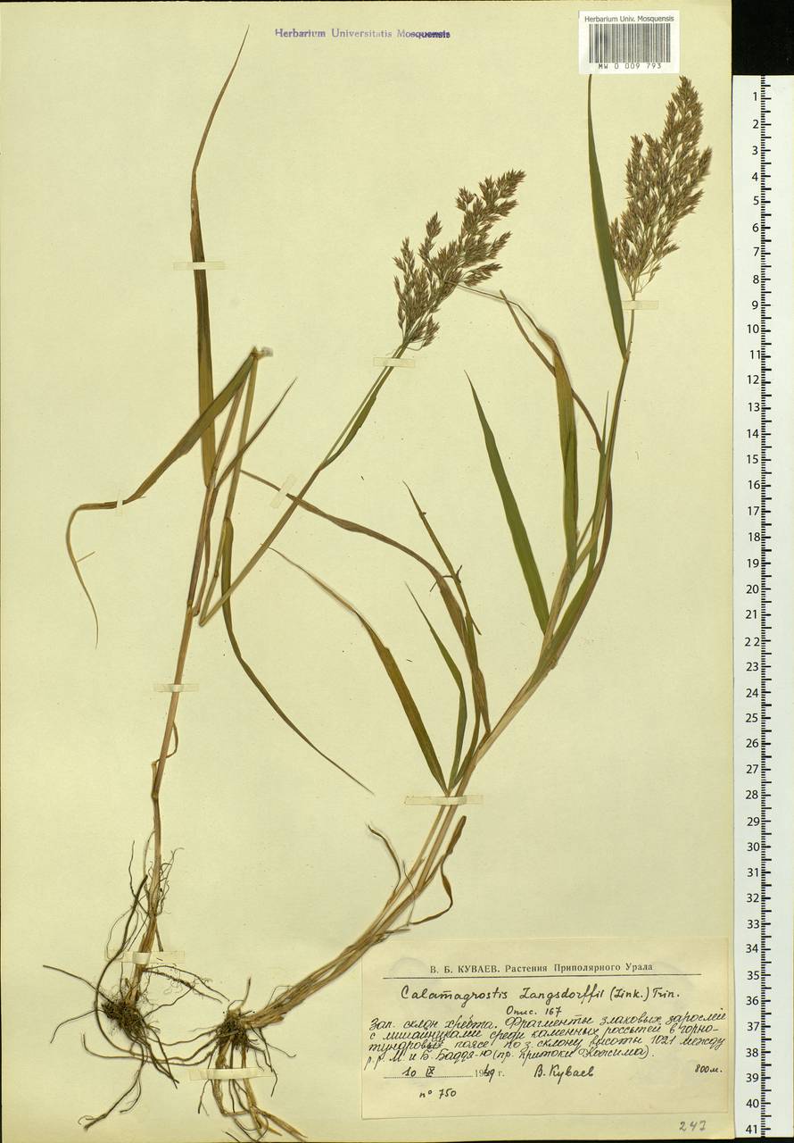 Calamagrostis purpurea (Trin.) Trin., Eastern Europe, Northern region (E1) (Russia)