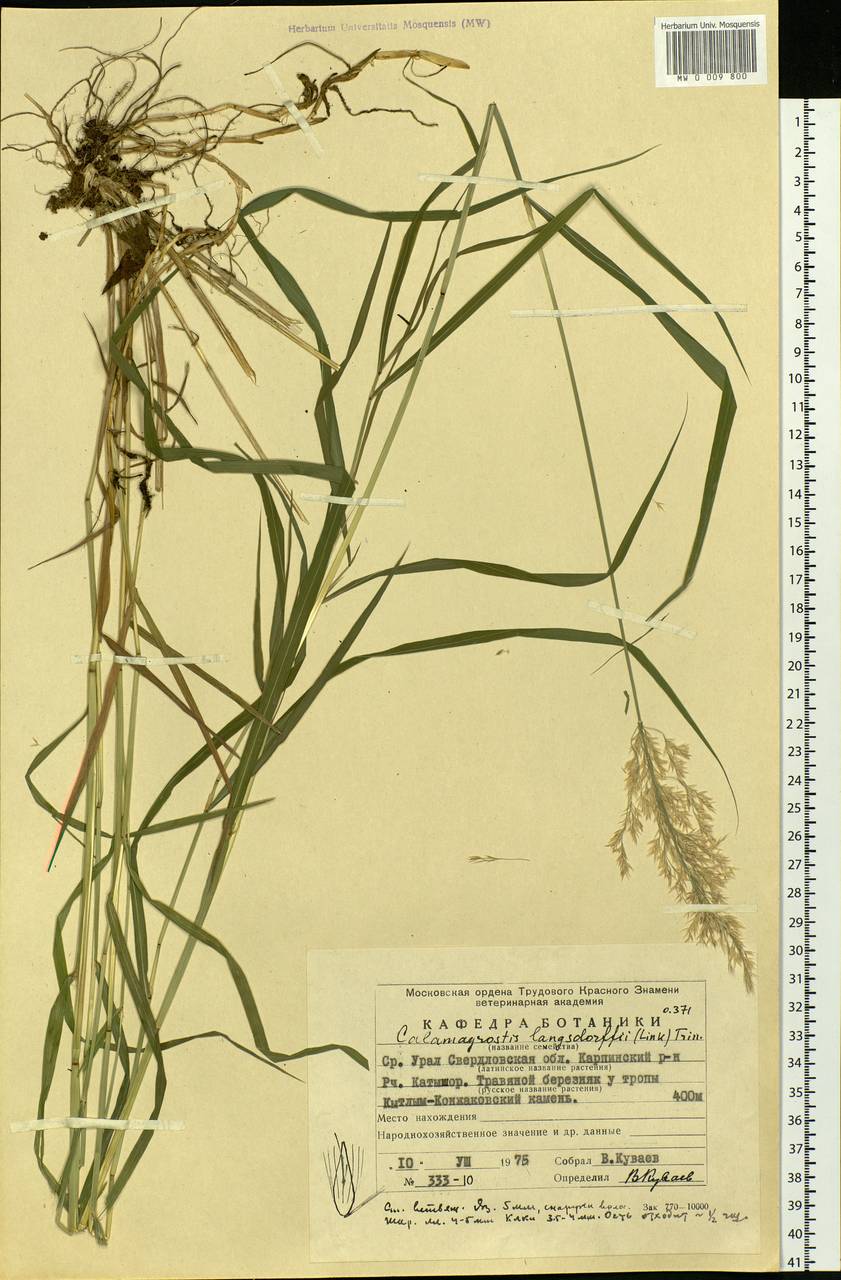 Calamagrostis purpurea (Trin.) Trin., Eastern Europe, Eastern region (E10) (Russia)