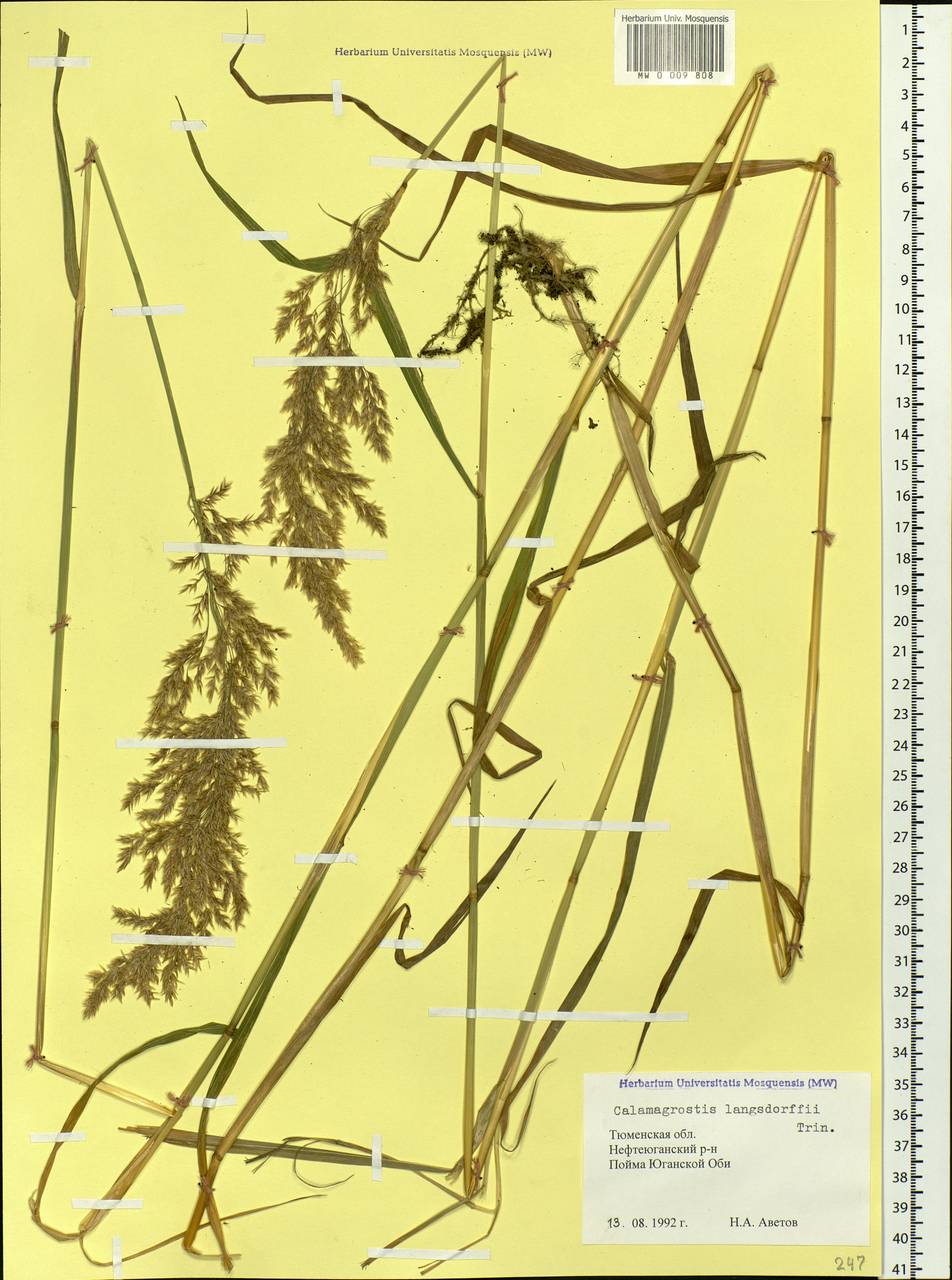 Calamagrostis purpurea (Trin.) Trin., Siberia, Western Siberia (S1) (Russia)