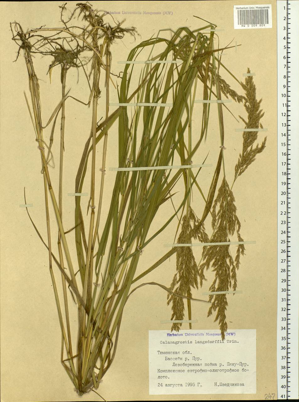 Calamagrostis purpurea (Trin.) Trin., Siberia, Western Siberia (S1) (Russia)