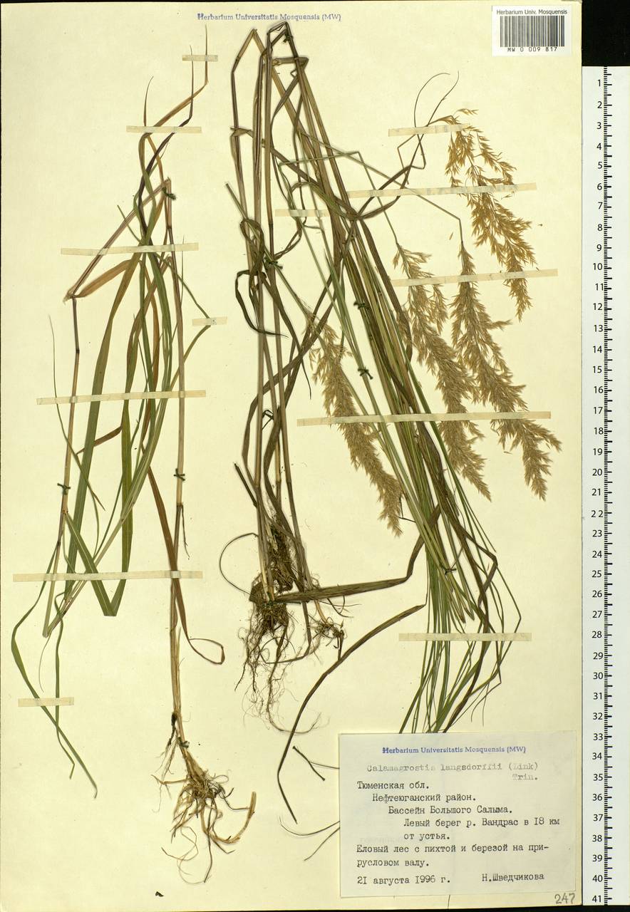 Calamagrostis purpurea (Trin.) Trin., Siberia, Western Siberia (S1) (Russia)