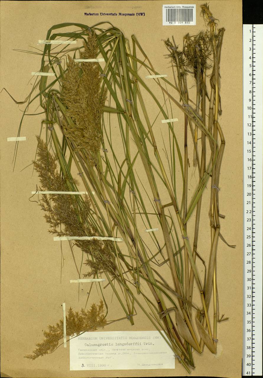 Calamagrostis purpurea (Trin.) Trin., Siberia, Western Siberia (S1) (Russia)