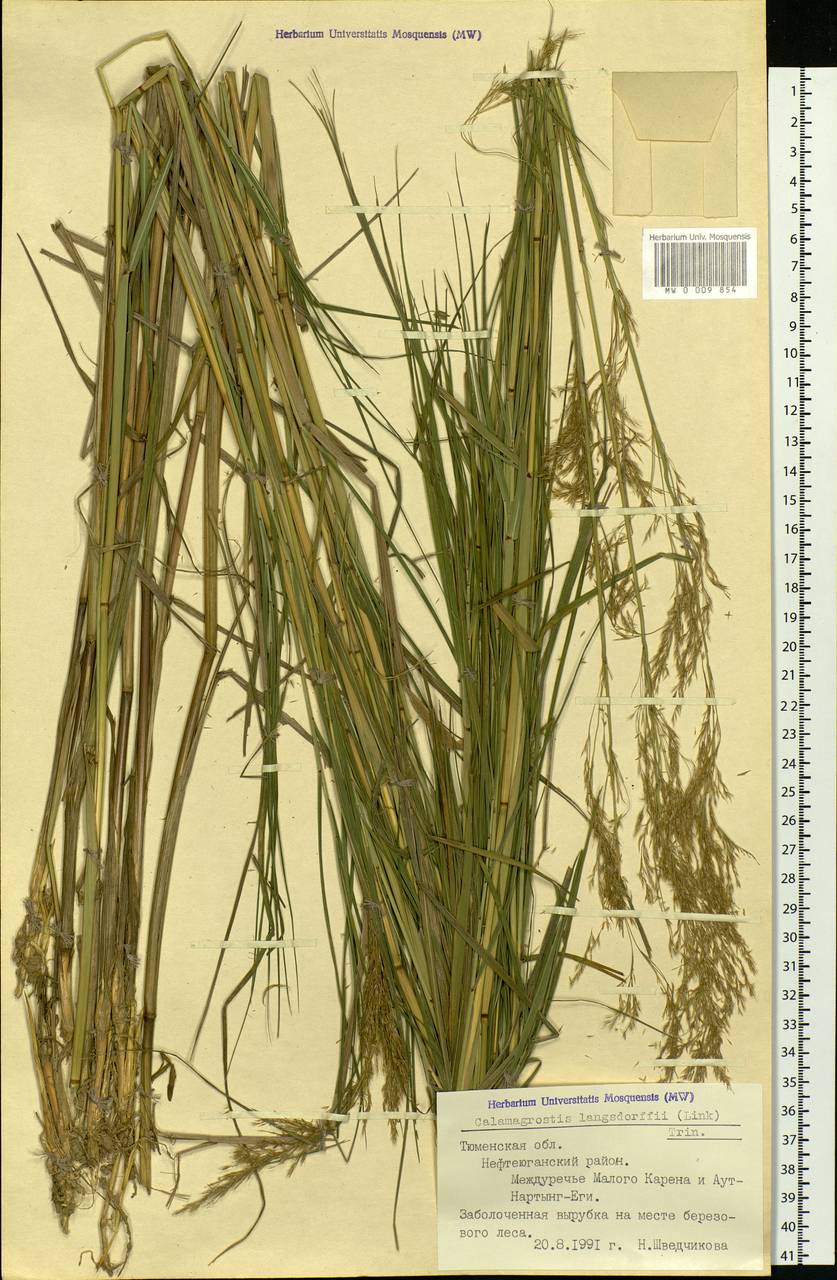 Calamagrostis purpurea (Trin.) Trin., Siberia, Western Siberia (S1) (Russia)