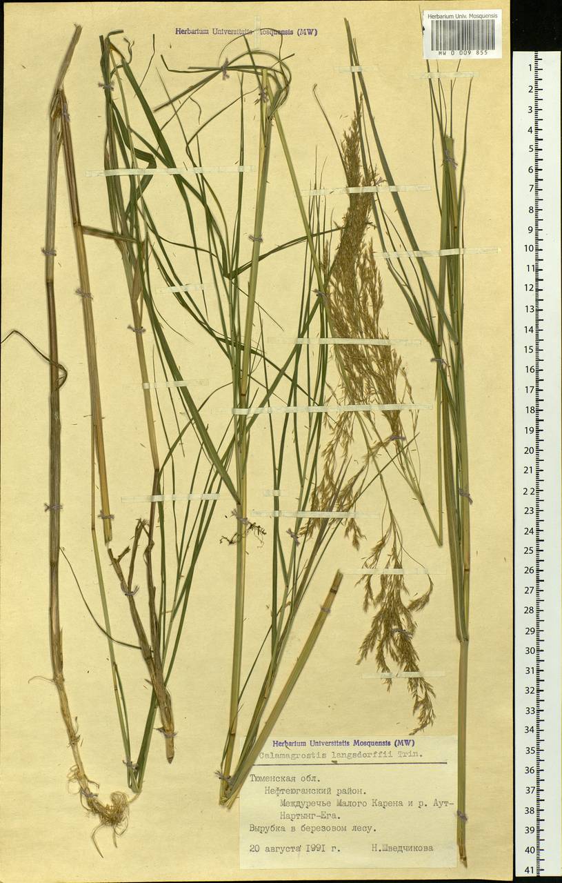 Calamagrostis purpurea (Trin.) Trin., Siberia, Western Siberia (S1) (Russia)