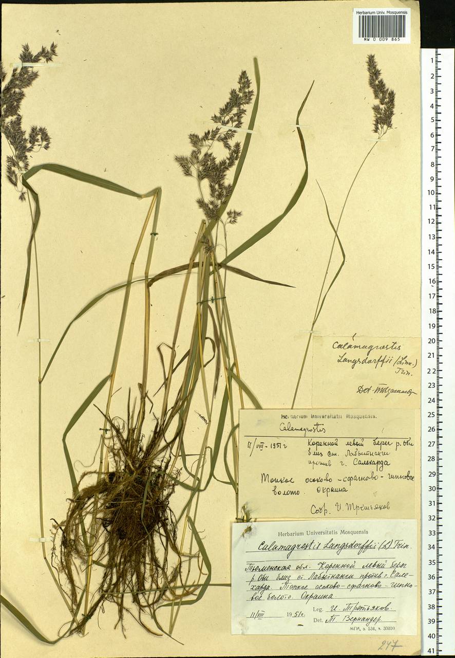 Calamagrostis purpurea (Trin.) Trin., Siberia, Western Siberia (S1) (Russia)