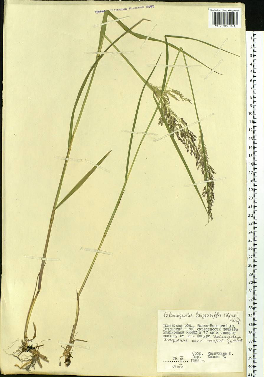 Calamagrostis purpurea (Trin.) Trin., Siberia, Western Siberia (S1) (Russia)