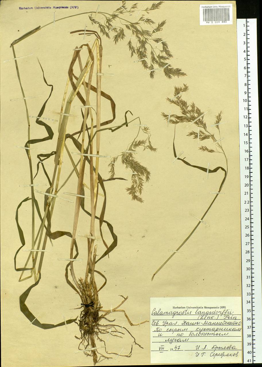 Calamagrostis purpurea (Trin.) Trin., Siberia, Western Siberia (S1) (Russia)