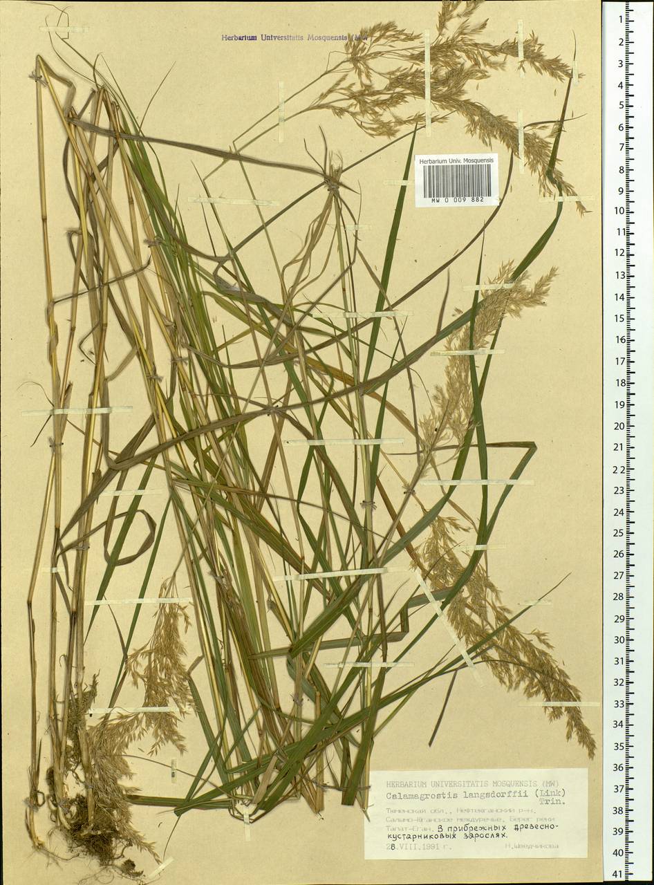 Calamagrostis purpurea (Trin.) Trin., Siberia, Western Siberia (S1) (Russia)