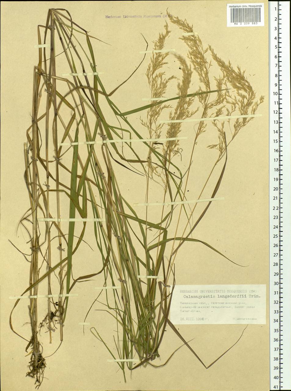 Calamagrostis purpurea (Trin.) Trin., Siberia, Western Siberia (S1) (Russia)