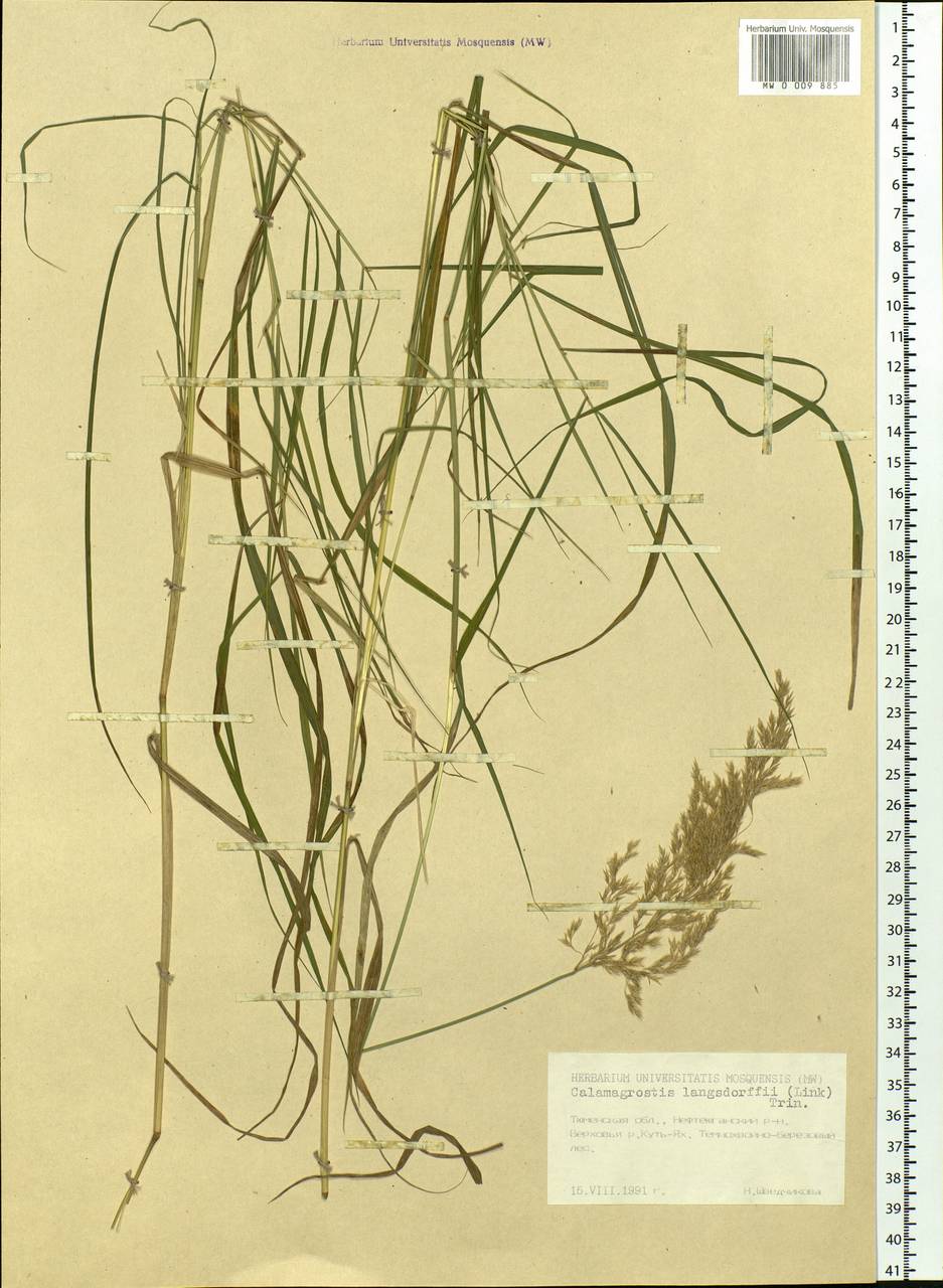 Calamagrostis purpurea (Trin.) Trin., Siberia, Western Siberia (S1) (Russia)