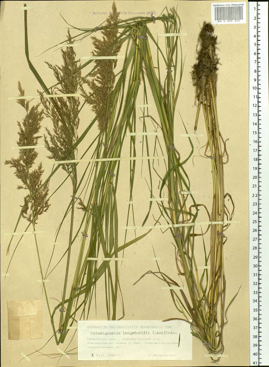 Calamagrostis purpurea (Trin.) Trin., Siberia, Western Siberia (S1) (Russia)