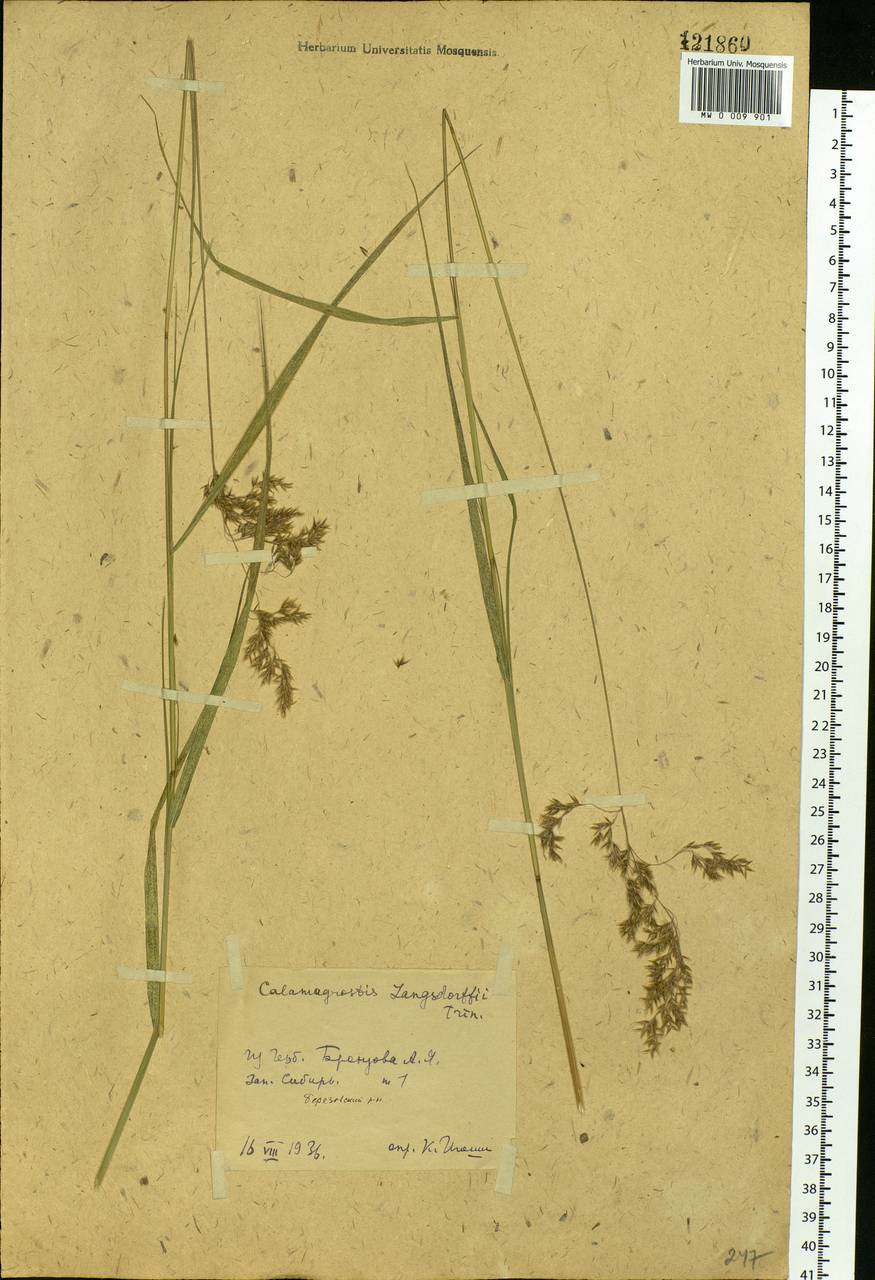 Calamagrostis purpurea (Trin.) Trin., Siberia, Western Siberia (S1) (Russia)