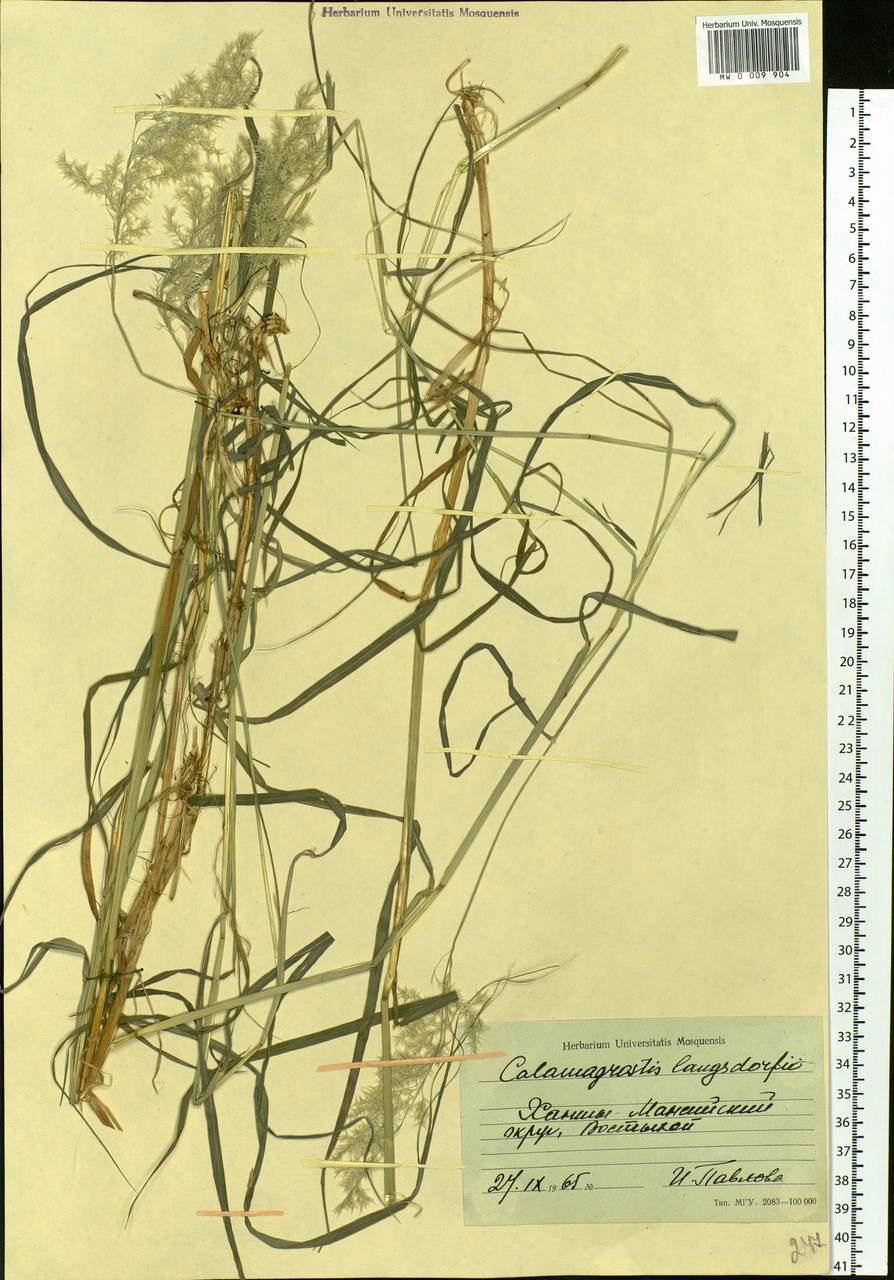 Calamagrostis purpurea (Trin.) Trin., Siberia, Western Siberia (S1) (Russia)