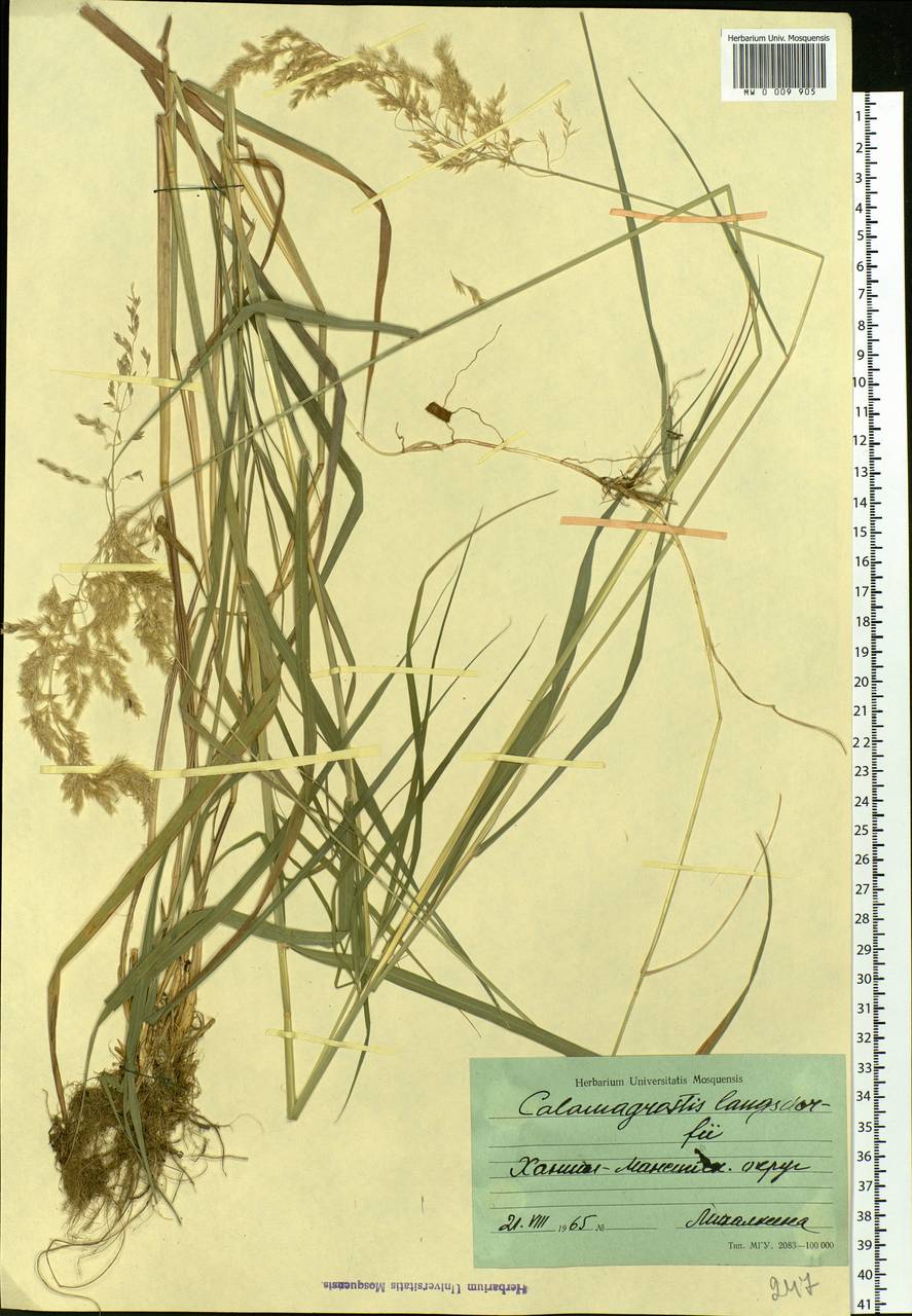 Calamagrostis purpurea (Trin.) Trin., Siberia, Western Siberia (S1) (Russia)